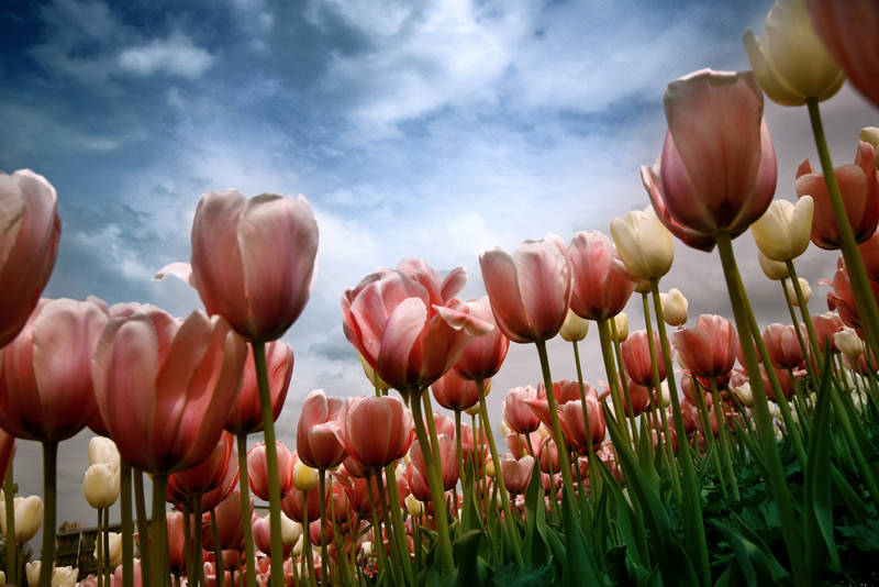 Tulpen Noord Holland