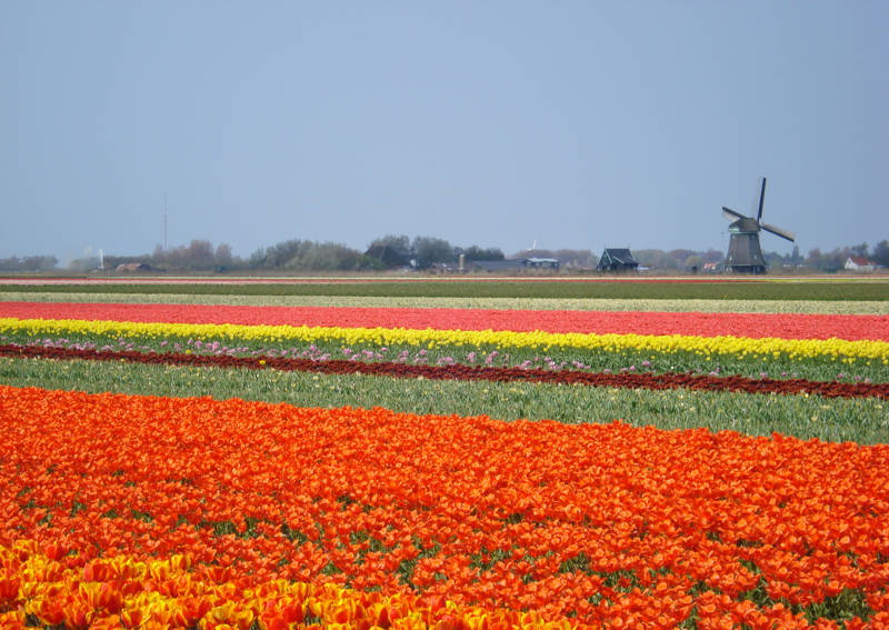 Tulpenvelden 