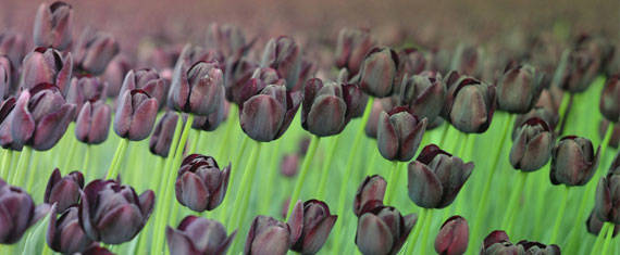 Tulpen