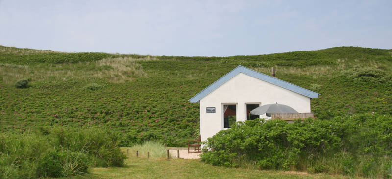 De Mees in de duinen