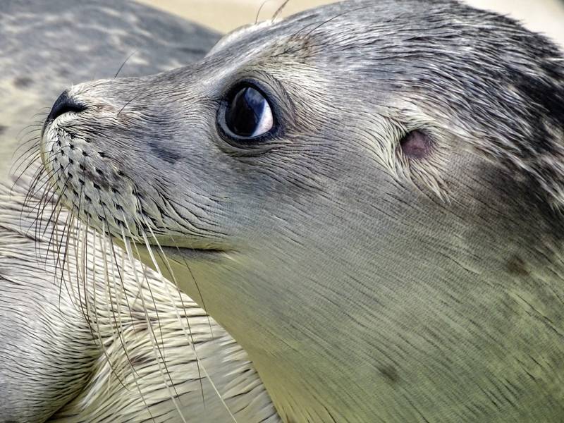 zeehonden in omgeving van vakantiehuis