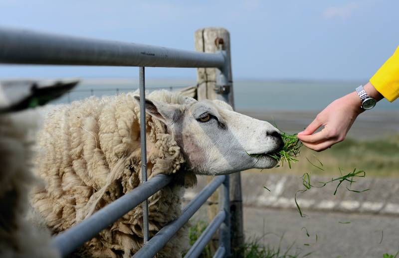 Kinderboerderij in omgeving vakantiehuis