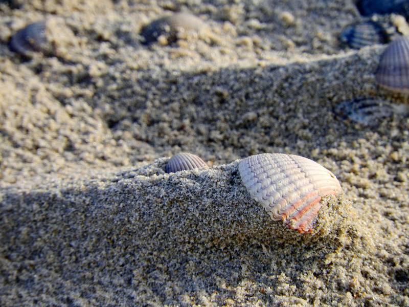 Schelpen bij het strand van je vakantiehuis