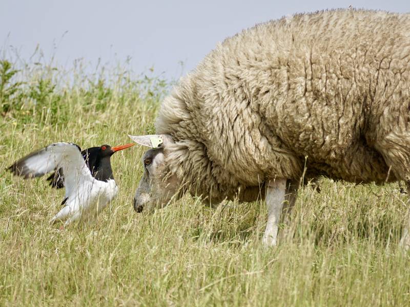 Schapen bij je vakantiehuis