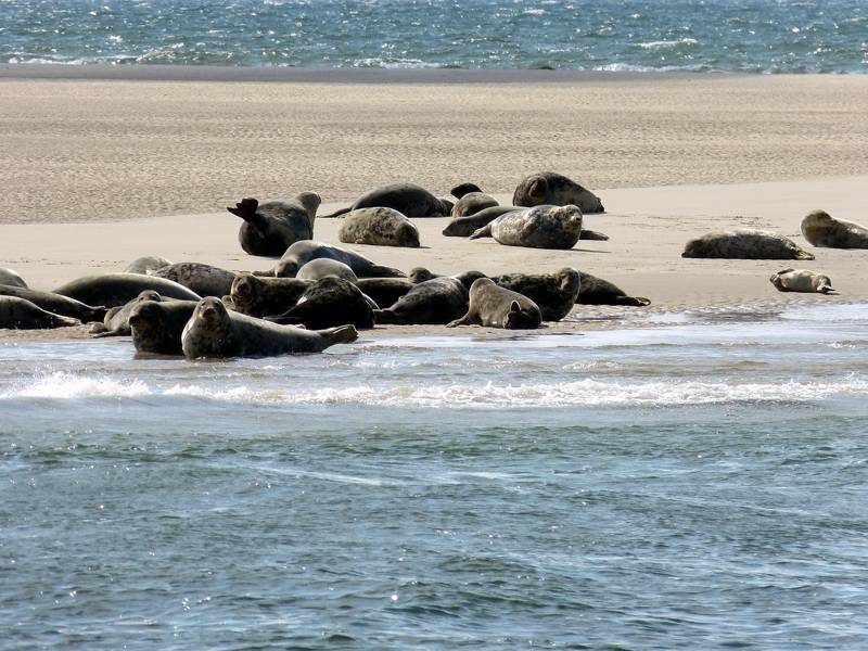 Zeehonden spotten Callantsoog