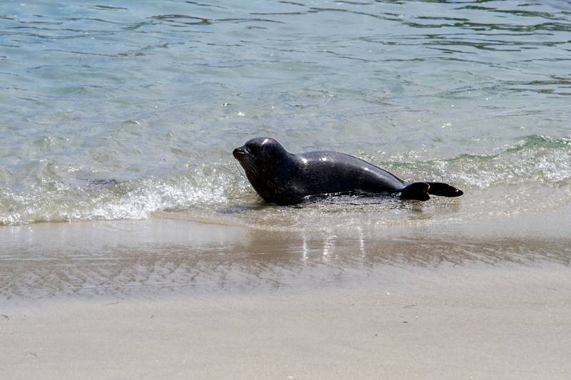 Zeehonden spotten  Callantsoog