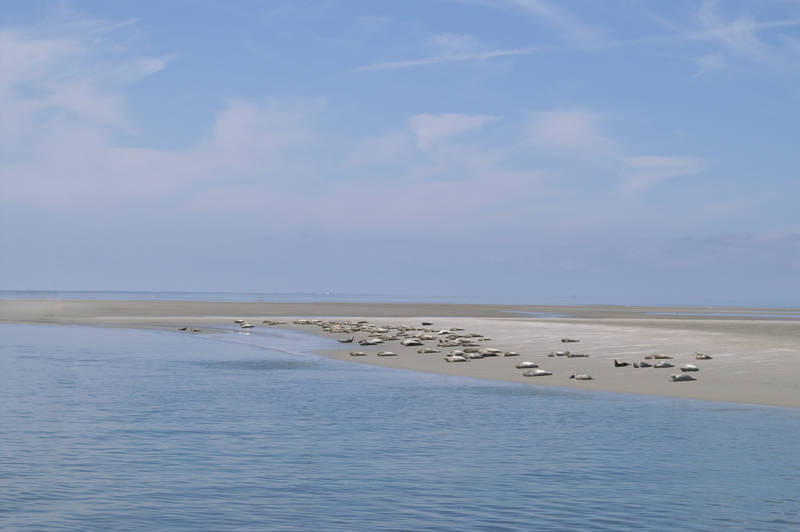 Zeehonden spotten Callantsoog