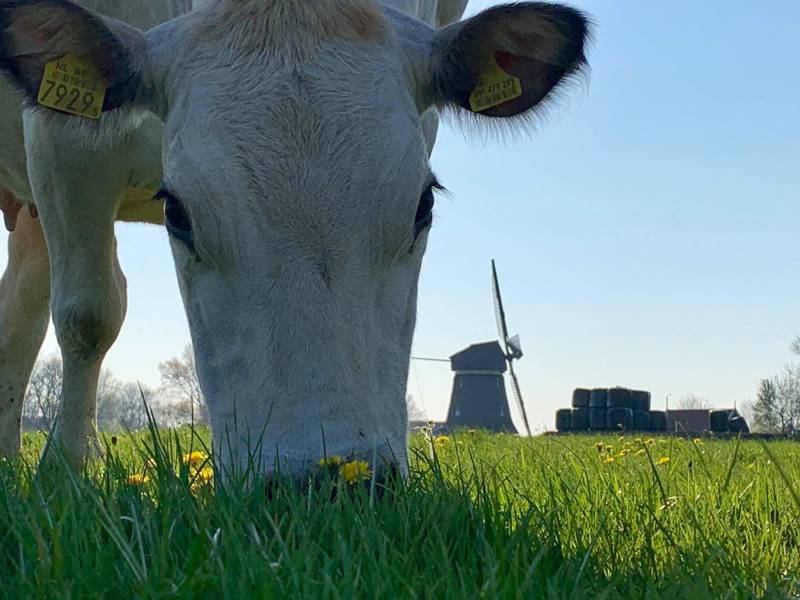 Landelijk vakantie vieren