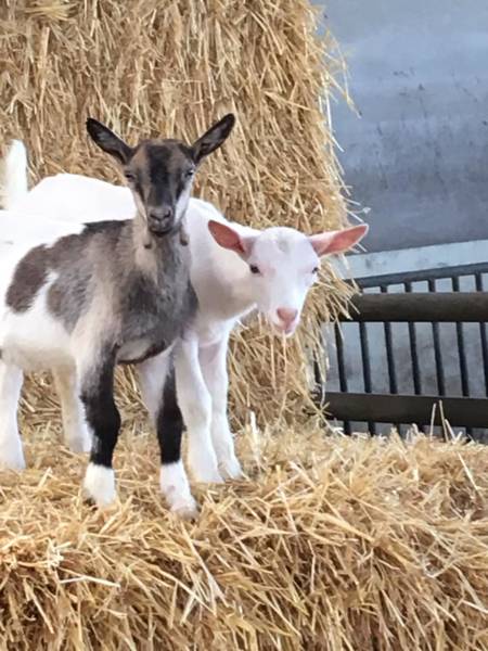 kinderboerderij tijdens je vakantie