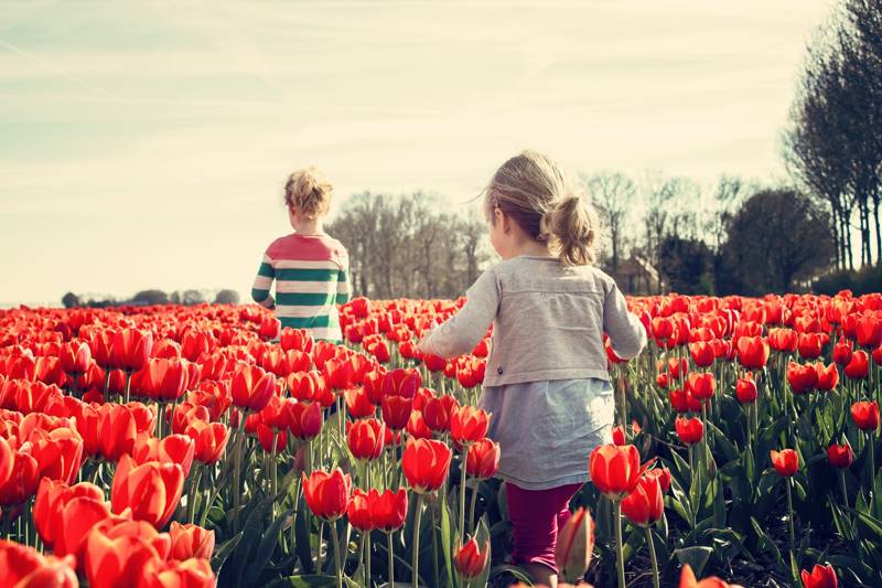 bloeiende tulpen seizoen