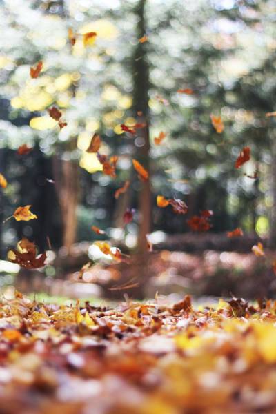 vakantiehuis in de herfst