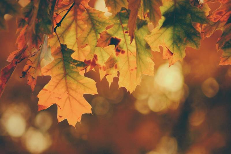 herfst in je vakantiehuis