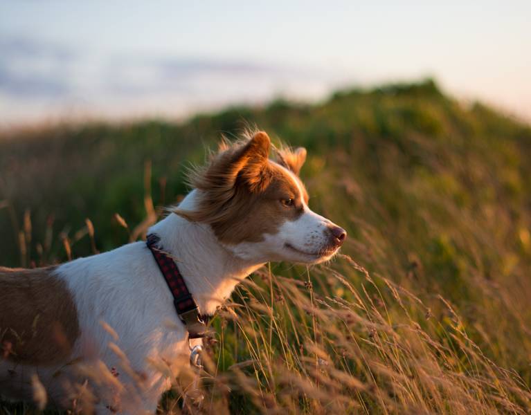 hond strand