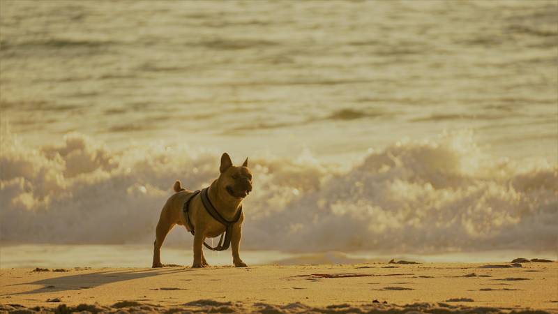 strand honden