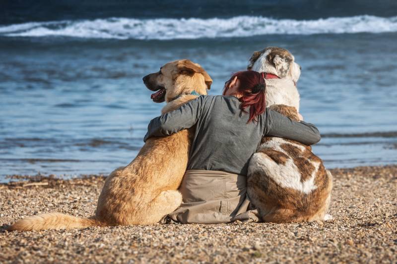 strand honden