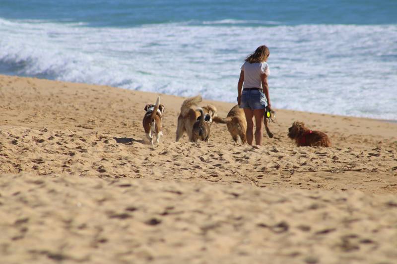 strand honden