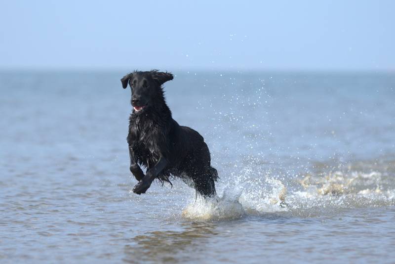 strand honden