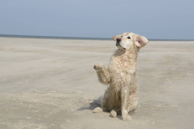 strand honden