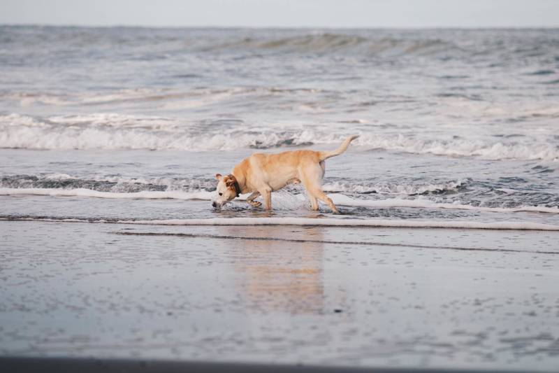 Texel