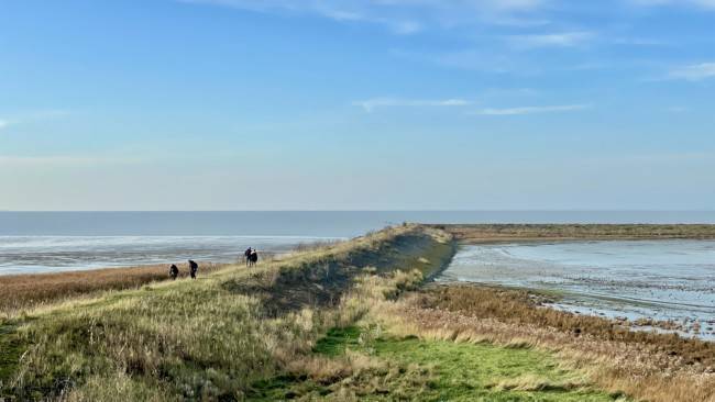 Texel
