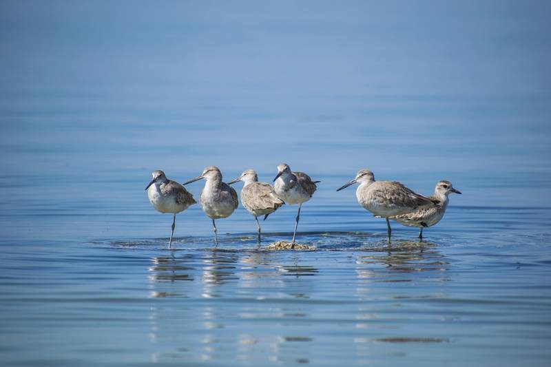 Birds