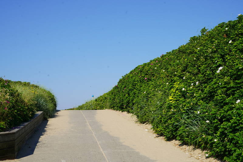 Zomer