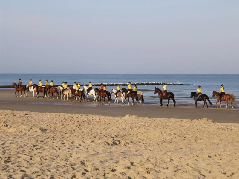 Paard op strand