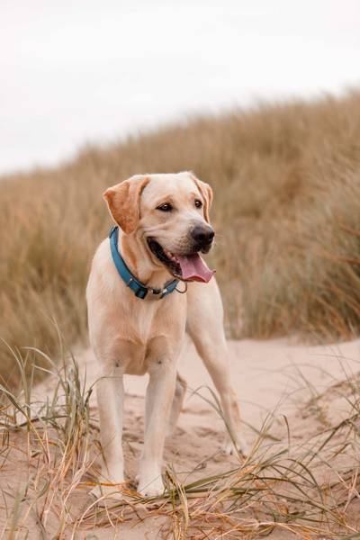 Hond op strand
