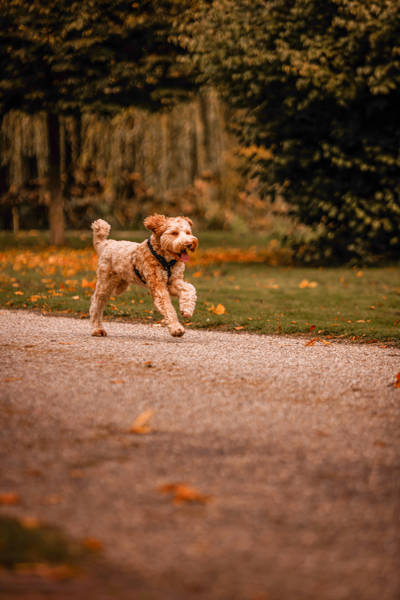 Wandelen met hond