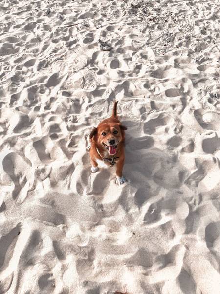 Wandelen met hond