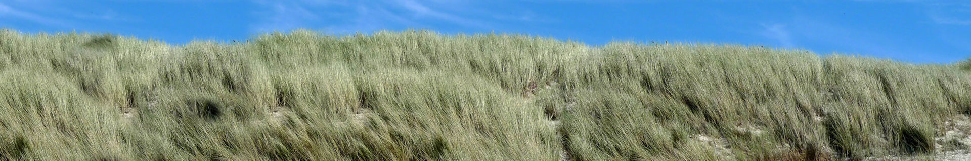 Header gras