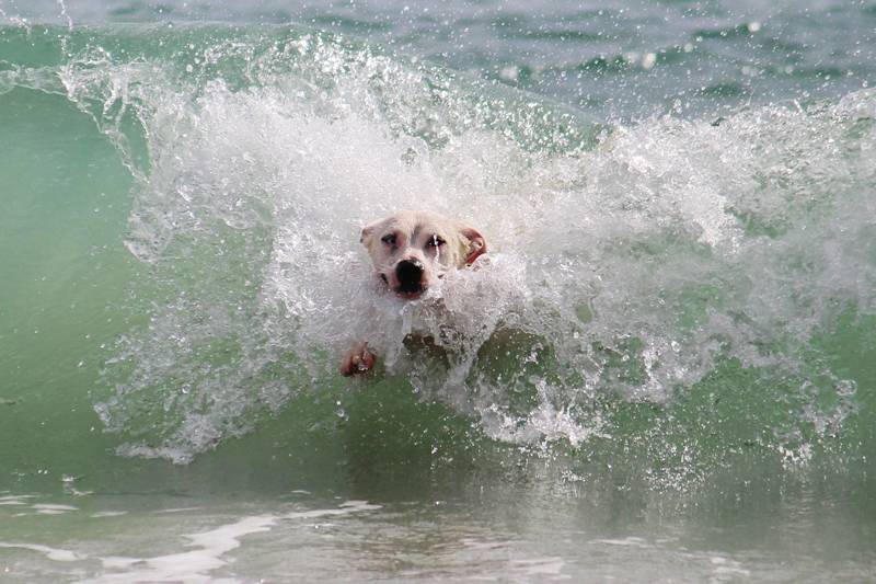 Huisje aan zee met hond