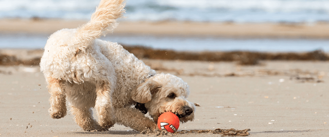 Huisje aan zee met hond