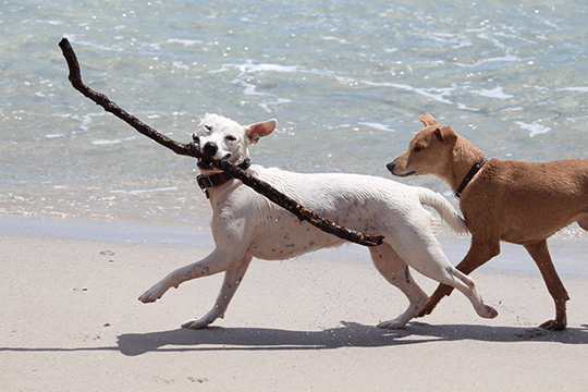 Vakantiehuisje met hond in duinen