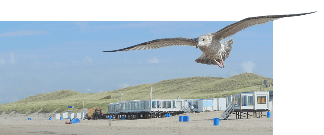 Callantsoog strand met meeuw