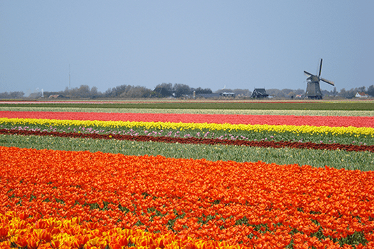 Tulpen Nederland Julianadorp