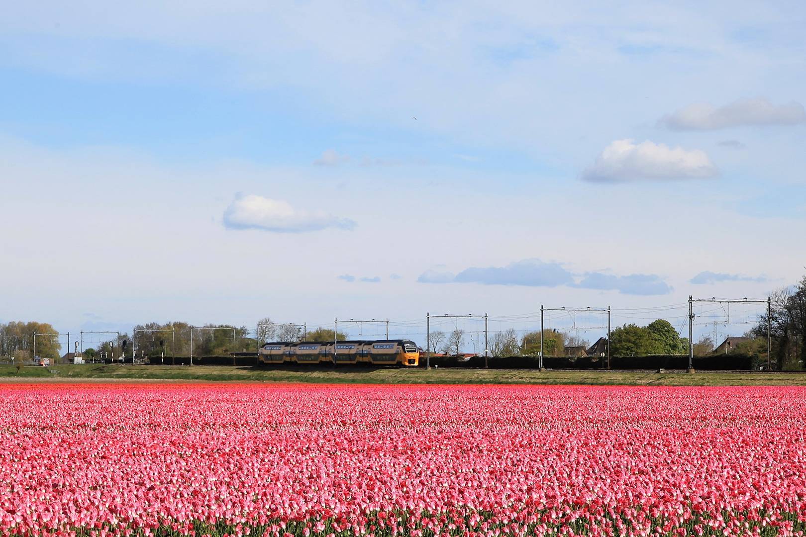 Trein Tulpen