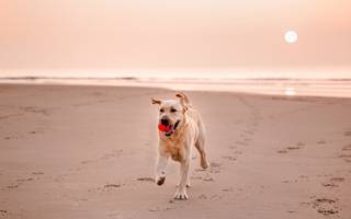 Hond op strand